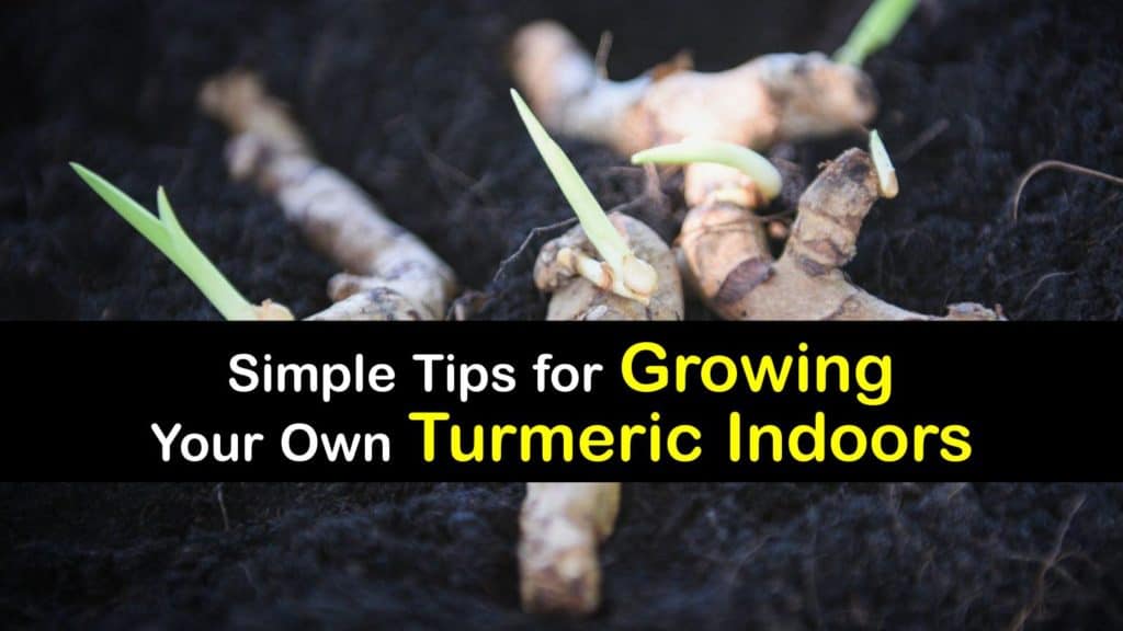 How to Grow Turmeric Root Indoors titleimg1