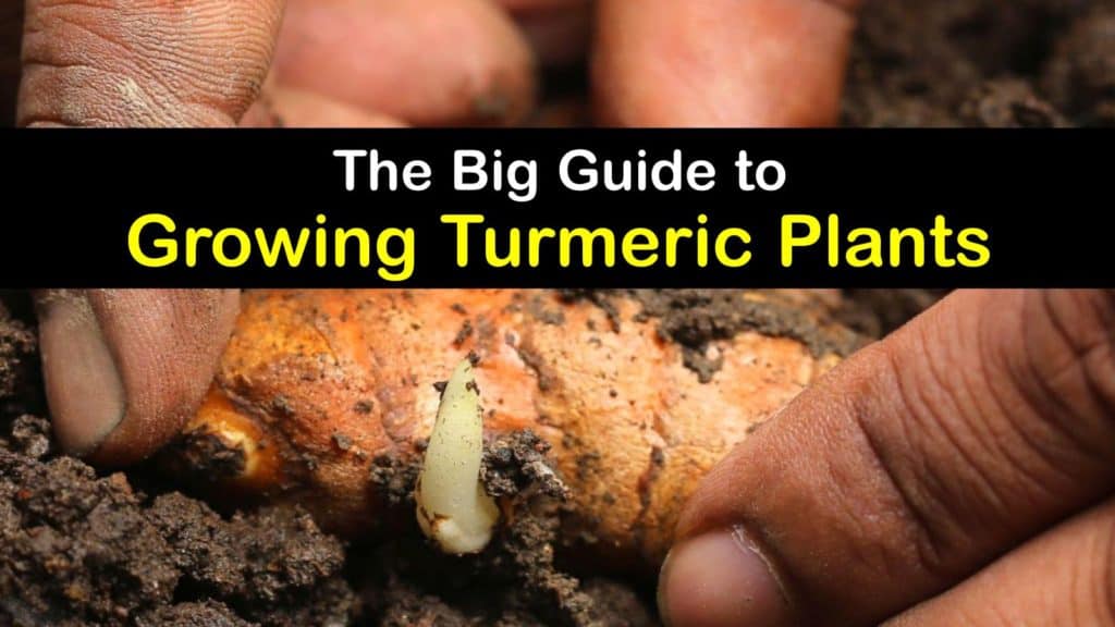 How to Grow Turmeric titleimg1