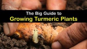How to Grow Turmeric titleimg1