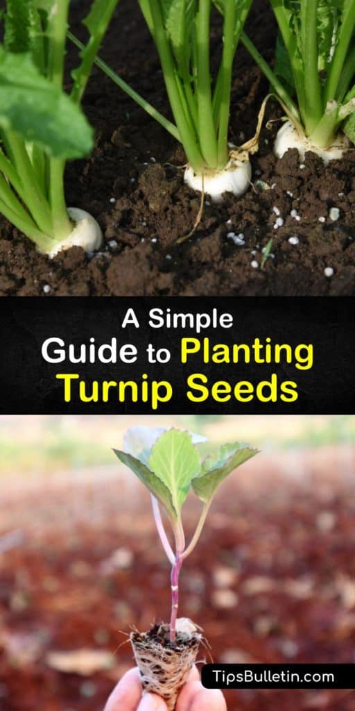 Find out everything about growing turnips, or Brassica rapa, for a spring and fall crop. This cool weather crop needs partial shade to full sun, ample water, and protection from pests like aphids and flea beetles. Harvest turnip greens in as little as 30 days. #grow #turnip #seeds