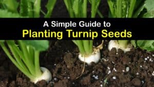 How to Grow Turnips from Seed titleimg1