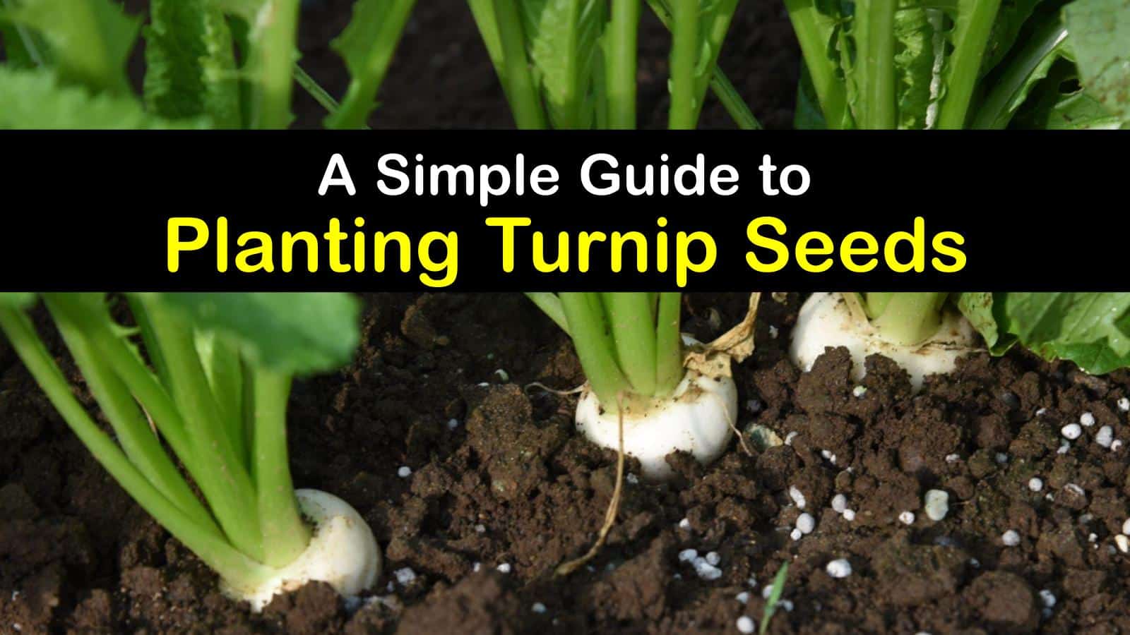 Growing Turnips from Seed All You Need to Know about Turnip Seeds