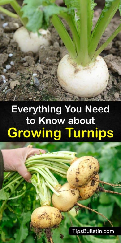 Learn all there is to know about Brassica rapa and what these cool weather turnips need to grow. This guide walks you through the relation to rutabagas and radishes, top cultivars like Purple Top White Globe, as well as info about mulch, full sun, and late summer planting. #howto #growing #turnips