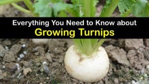 How to Grow Turnips titleimg1