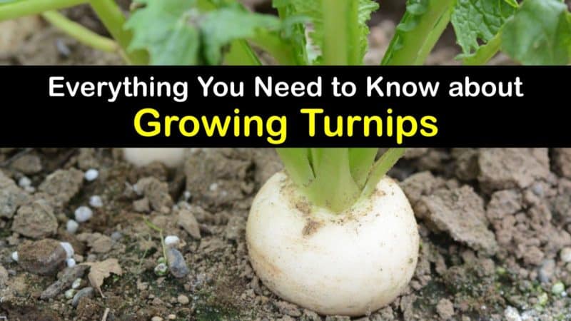 Growing Turnips - Incredible Tricks for Planting Turnips