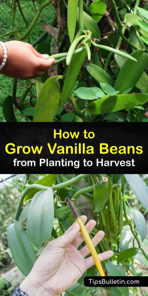 Learn how to grow vanilla pods to use in ice cream instead of vanilla extract. Vanilla planifolia, grown commercially in tropical regions like Madagascar, demands high humidity, warm temperatures, bright but indirect light, and hand pollination with a toothpick. #vanilla #beans #growing