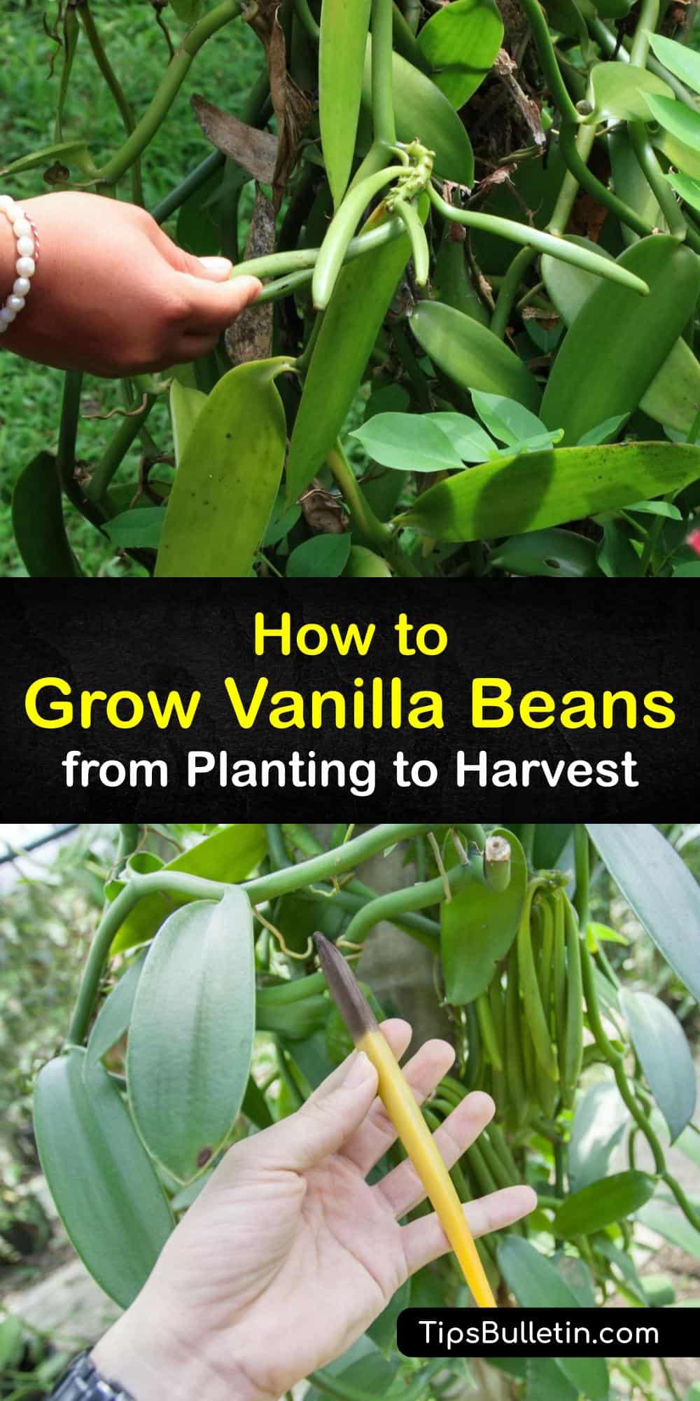 Growing Vanilla Beans Simple Guide to Planting Vanilla Bean Plants