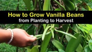 How to Grow Vanilla Beans titleimg1