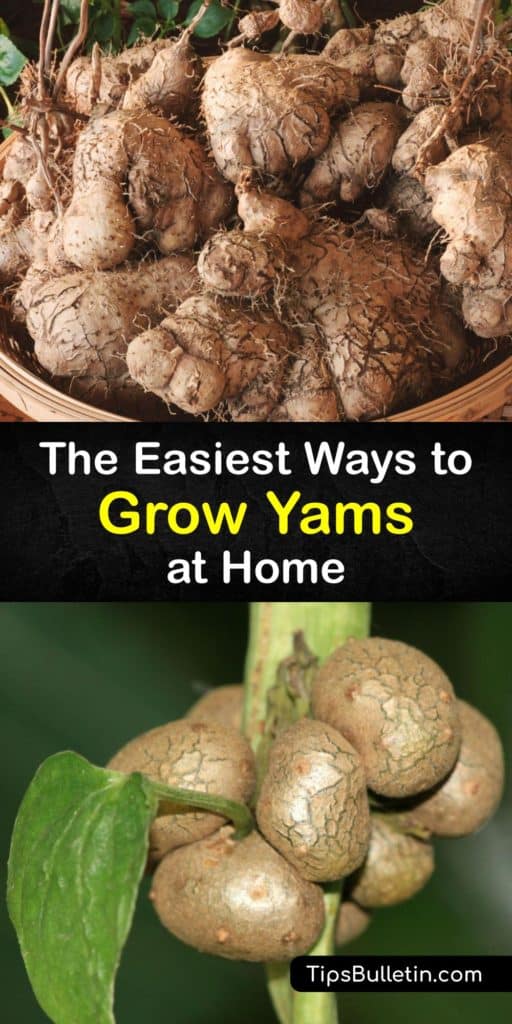 Learn how to grow yams from yams by sprouting them to create slips to plant in the garden. These fast growers are just as easy as growing sweet potatoes if you plant them in full sun after the last frost and protect them with black plastic mulch. #howto #growing #yams