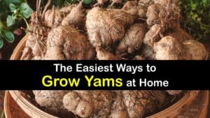 How to Grow Yams titleimg1