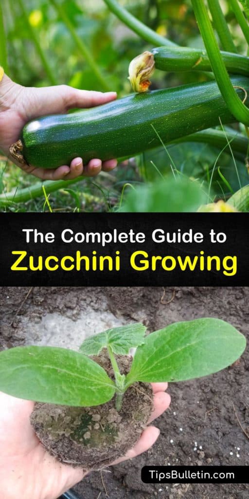 Fill your garden with summer squash and use the female flowers to attract essential pollinators and boost pollination without attracting squash bugs, powdery mildew, and blossom end rot. These bush and vining zucchinis need water, mulch, and sun to produce high yields. #howto #growing #zucchini