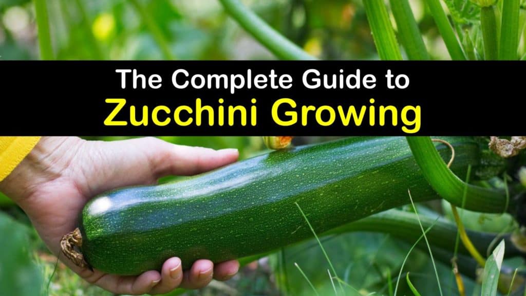 How to Grow Zucchini titleimg1