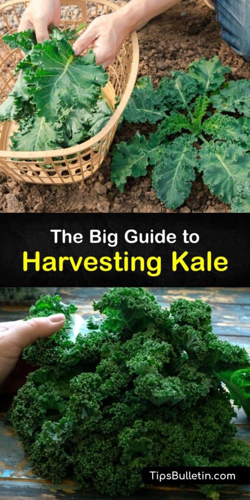 Discover how to grow kale plants and harvest kale throughout the growing season to encourage new leaves. Sow kale seeds in the early spring, use floating row covers to protect them from aphids and other pests, and enjoy baby kale leaves as needed. #howto #harvest #kale