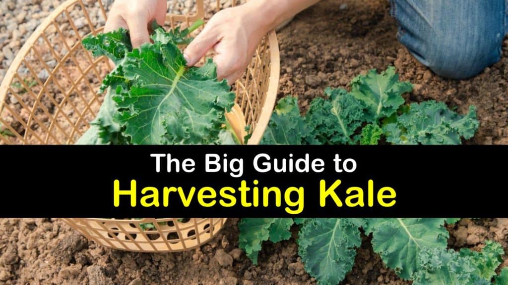 How to Harvest Kale titleimg1