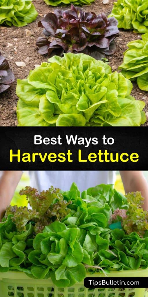 Understand the four lettuce plants including Bibb, Butterhead, loose-leaf lettuce, and romaine-lettuce heads, and learn the right timing for harvesting lettuce types. This guide is full of tips for the growing season with ways to protect your garden beds with row covers. #howto #harvest #lettuce