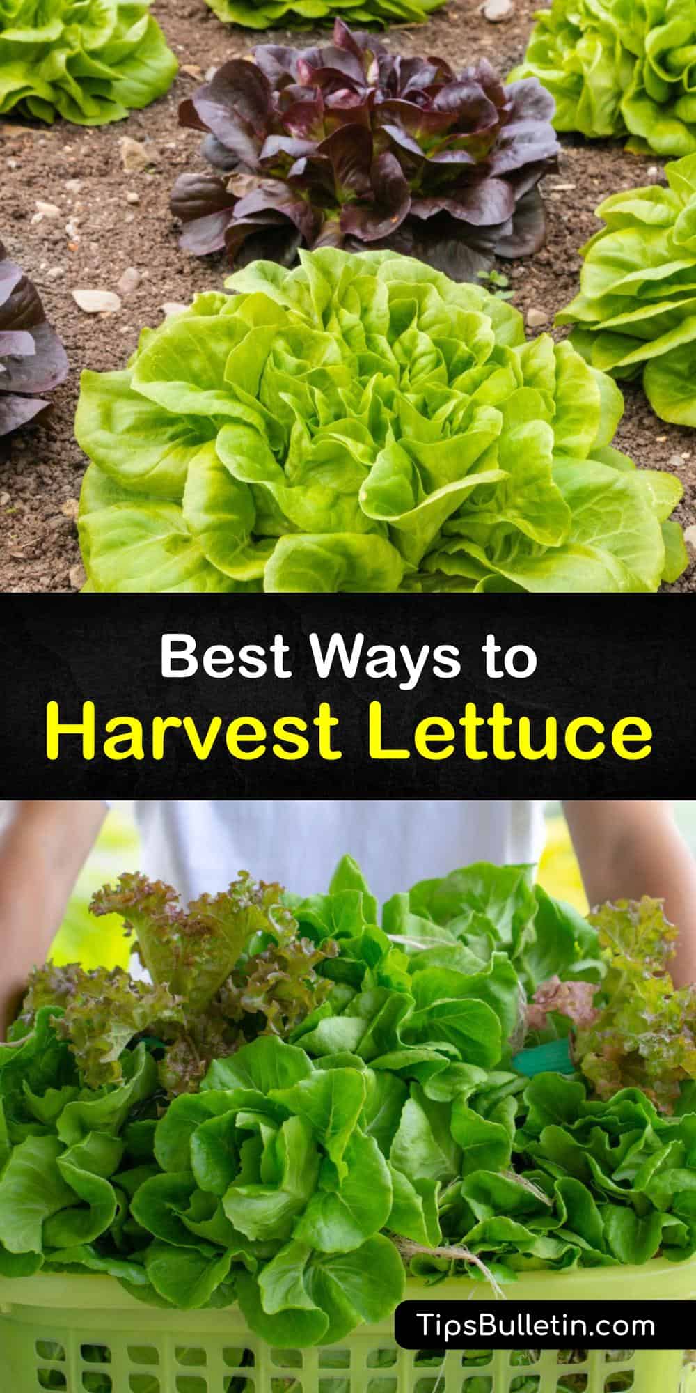 Harvesting Lettuce How and When to Pick Lettuce