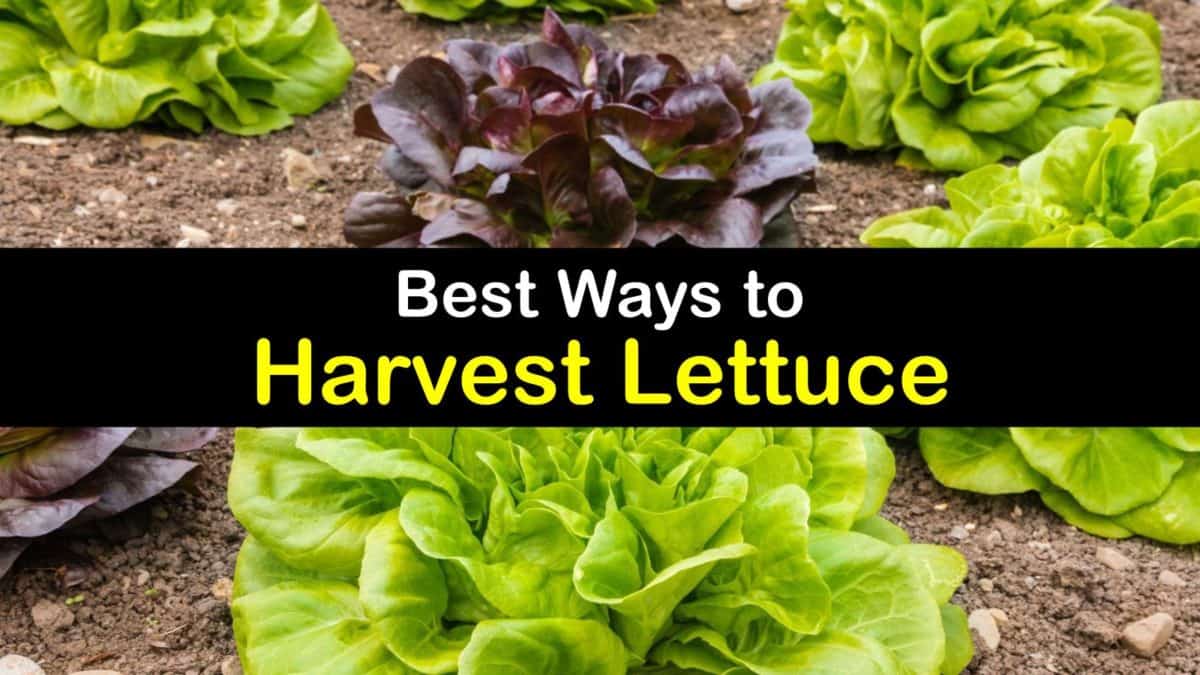 Harvesting Lettuce How and When to Pick Lettuce