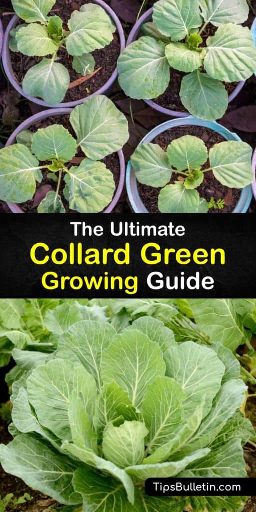 Collard greens, or Brassica oleracea var. Viridis, are heat-tolerant members of the cabbage family great for planting in early spring or late summer. Try delicious varieties like Vates and Georgia Southern. The plants grow large, so spacing is essential. #planting #collard #greens