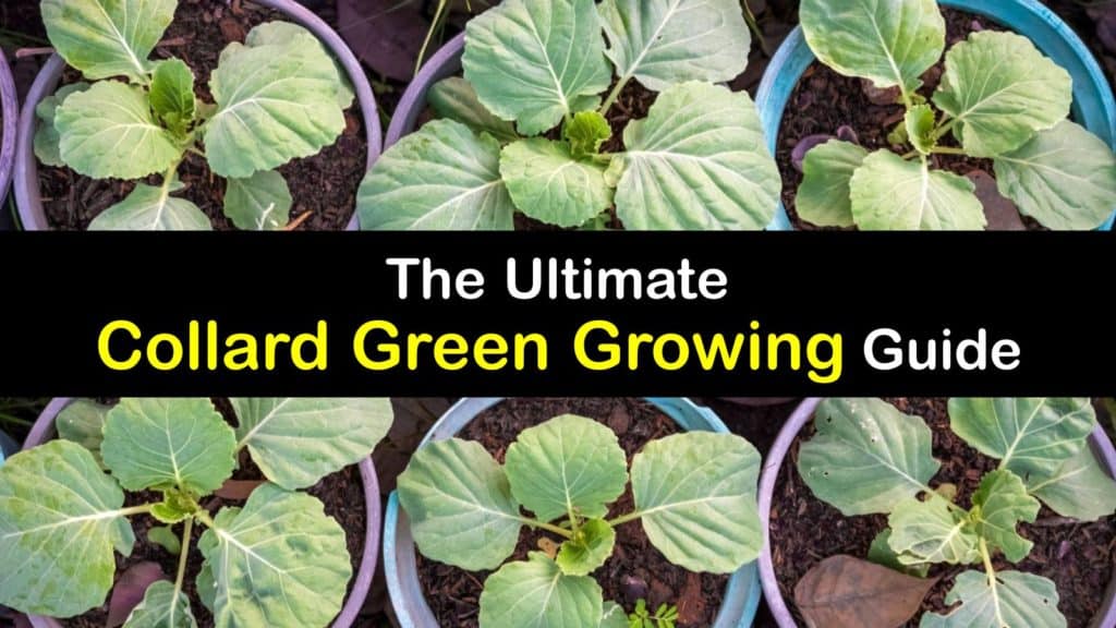 How to Plant Collard Greens