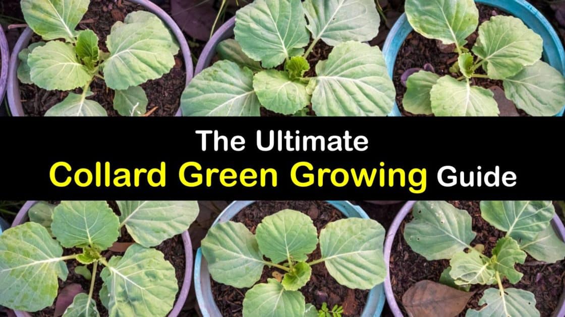 Planting Collard Greens Quick Guide for Growing Collard Greens