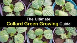 How to Plant Collard Greens titleimg1