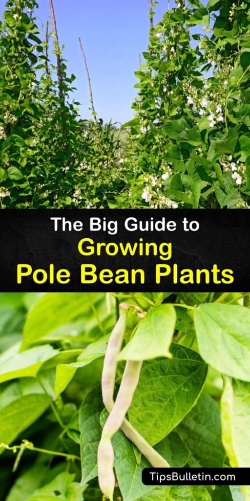 Learn how to plant pole bean seeds in your veggie garden for an abundant harvest throughout the growing season. Grow bean varieties, such as Kentucky Wonder, Blue Lake, and green beans, in full sun with a teepee trellis for your favorite recipes and canning. #howto #planting #polebeans 