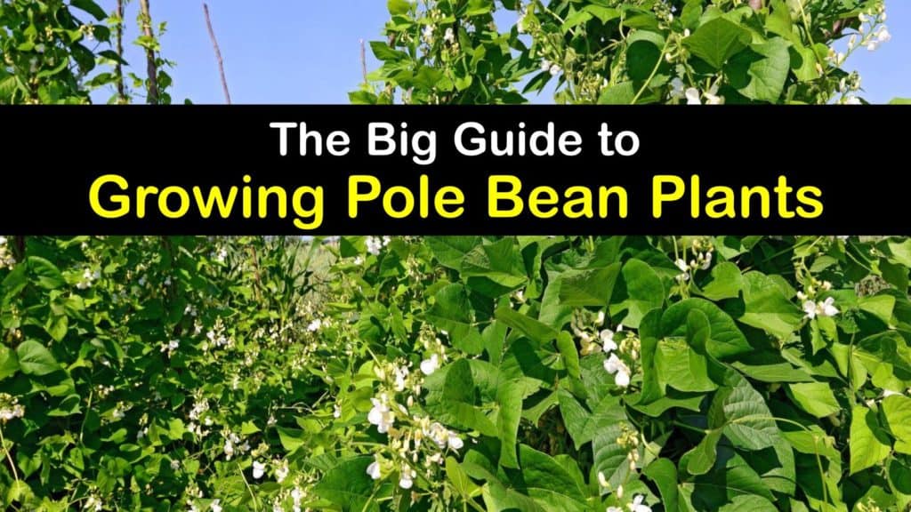 How to Plant Pole Beans titleimg1