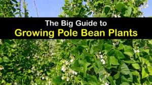 How to Plant Pole Beans titleimg1
