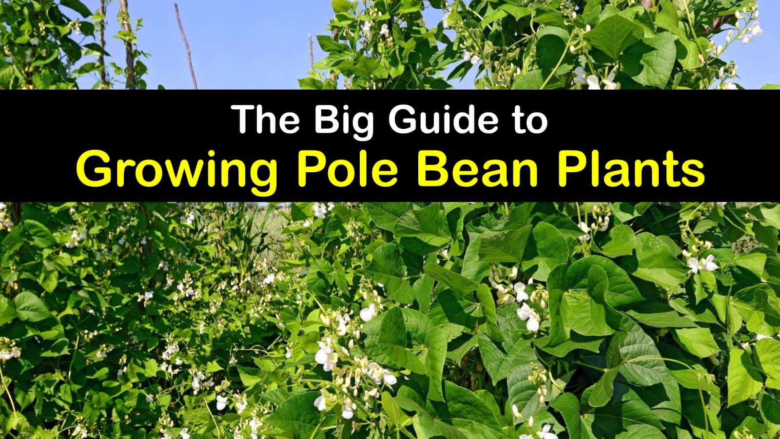Planting Pole Beans Incredible Tips for Growing Pole Beans