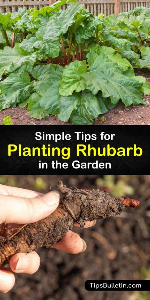 Plant Victoria rhubarb crowns in early spring. This guide shows you how to amend the soil with organic matter, choose a spot with full sun, avoid crown rot and rhubarb curculio, and wait to harvest until the second year for the best flower stalks. #howto #planting #rhubarb