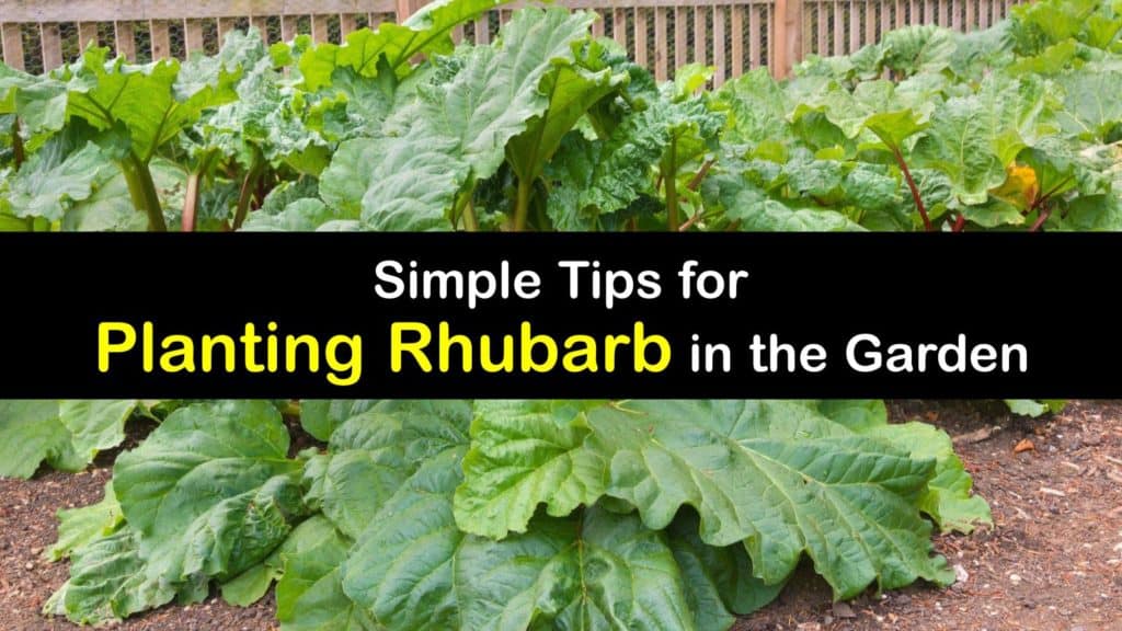 How to Plant Rhubarb titleimg1