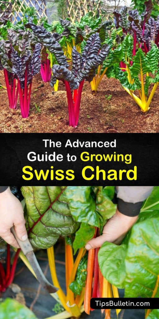 Discover how to grow Swiss chard plants, Beta vulgaris subsp cicla. Sow seeds in early spring, or late summer to grow chard as a biennial. Provide full sun, spread mulch, protect your plants against leaf miners, and pick outer leaves to extend your chard harvest. #chard #howto #plant #growing