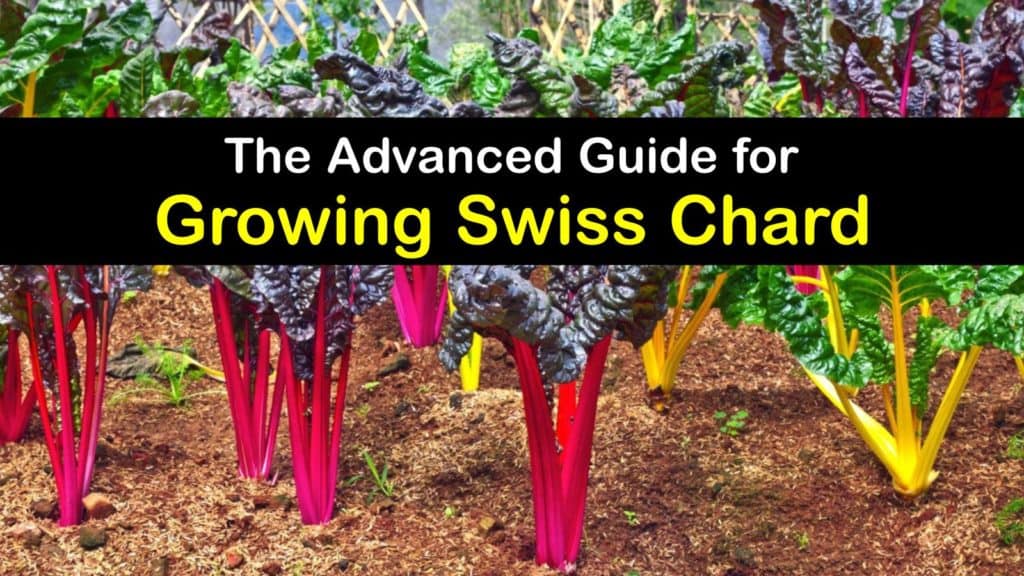 How to Plant Swiss Chard titleimg1