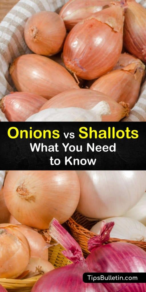 Learn the flavor and nutritional differences between raw shallots and white or yellow onions. Leeks, chives, green onions, and scallions are all from the allium family, but shallots and onions have a similar appearance with their paper skin. #differences #shallots #onions