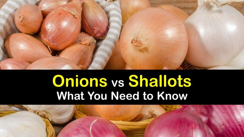 What Is the Difference Between Shallots and Onions? Learn How to Use  Shallots in Cooking and Easy Caramelized Shallots Recipe - 2023 -  MasterClass