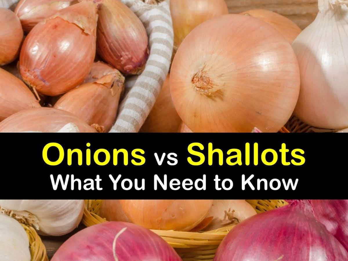 What Is the Difference Between Shallots and Onions? Learn How to