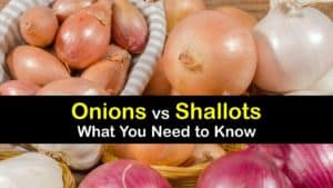 Shallots vs Onions titleimg1