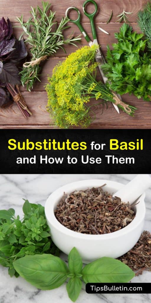 Find some fantastic fresh herbs that work as substitutes for fresh basil or dried basil in Mediterranean cooking. Savory herbs like anise, tarragon, and chervil are all you need to make a dish that mimics the basil without overpowering the meal. #substitute #fresh #basil