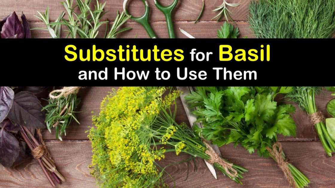 What are the Best Substitutes for Fresh Basil