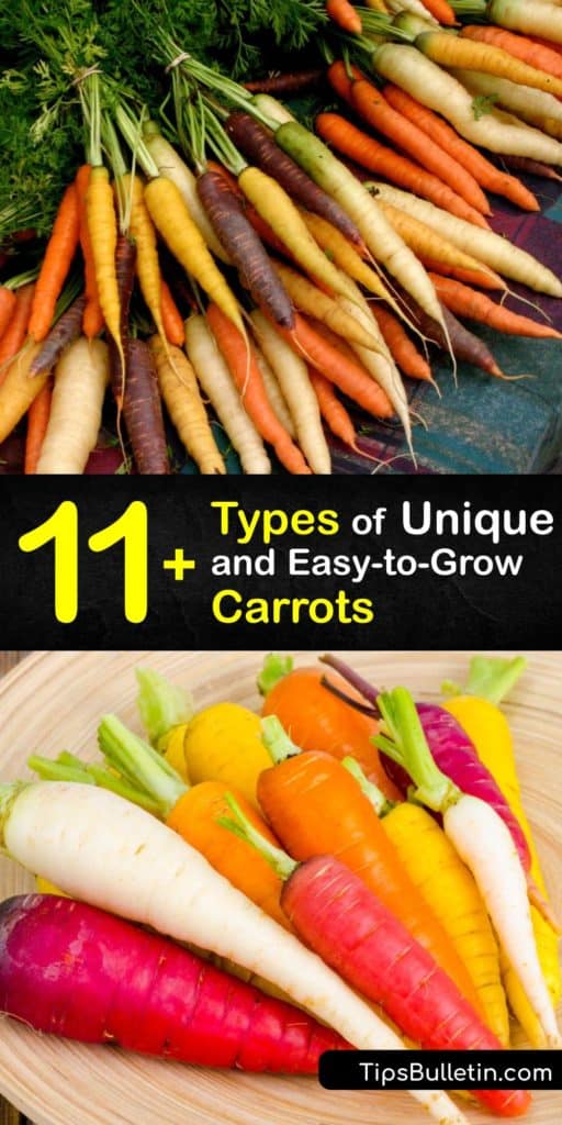 Learn about different types of carrots and how to grow them, like bright orange Danvers or heirloom Little Fingers and Thumbelina carrots. Avoid growing carrots in heavy soils, and prepare the garden with sandy, loose soil before sowing carrot seeds. #carrots #varieties #types