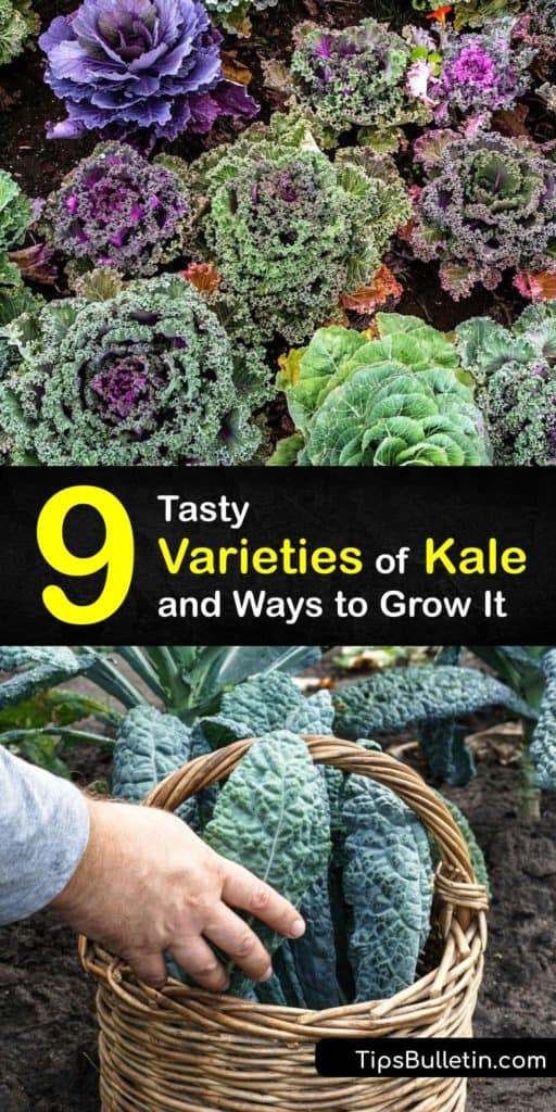 Take a break from your normal grocery store and stop by a farmers market to experience types of kale like Lacinato kale, Dinosaur kale, and Red Russian kale. This article discusses kale varieties with rich, green leaves and tells you how to use olive oil to make kale chips. #types #kale #varieties