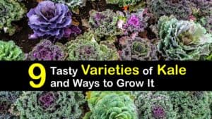 Types of Kale titleimg1