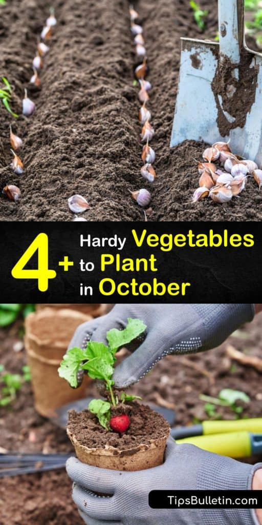 Plant a fall garden past the late summer and the first frost to use your yard year-round and have a harvest in the early spring. It’s possible to have a vegetable garden full of kohlrabi, Swiss chard, and Brussels sprouts when you use mulch with cold-season plants. #vegetables #planting #october