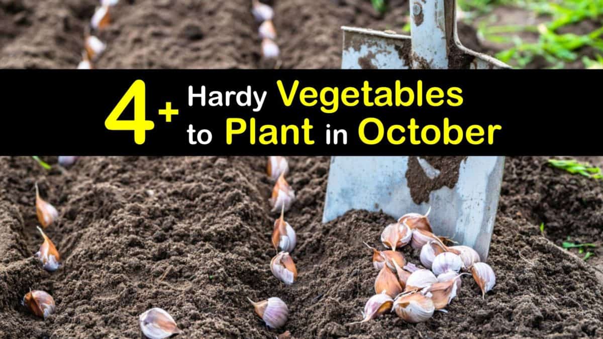 October Vegetable Growing - Planting Veggies in October