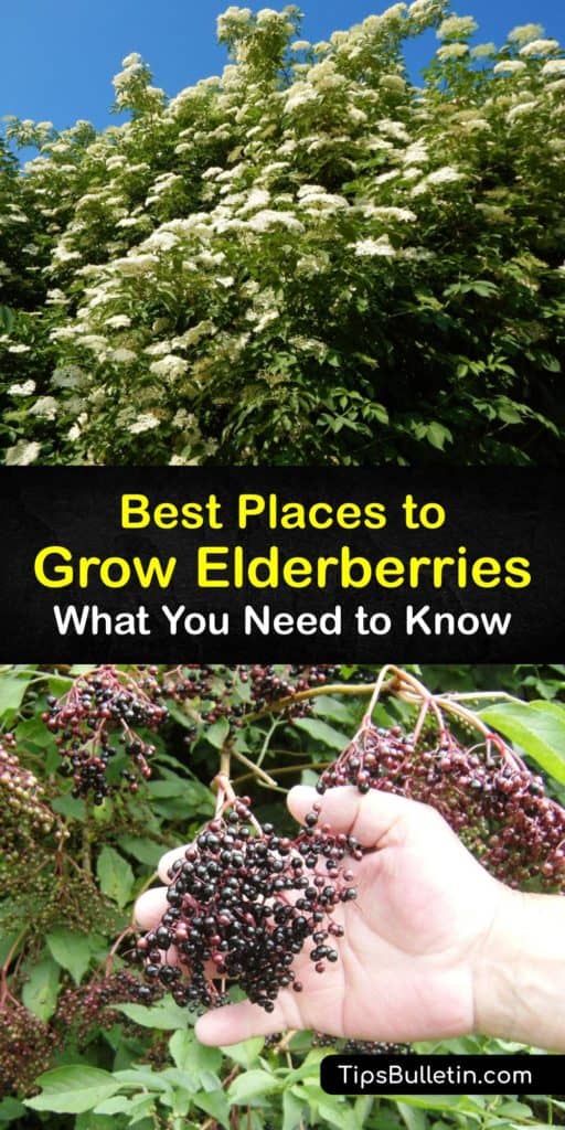 Learn how to grow elderberries and enjoy fruits rich in antioxidants in the first year. Many elderberry cultivars, including the European (Sambucus nigra) and American elderberry (Sambucus canadensis), are all easy to grow in your own backyard. #planting #elderberries #where