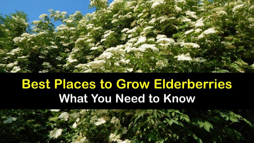 Where to Plant Elderberries titleimg1