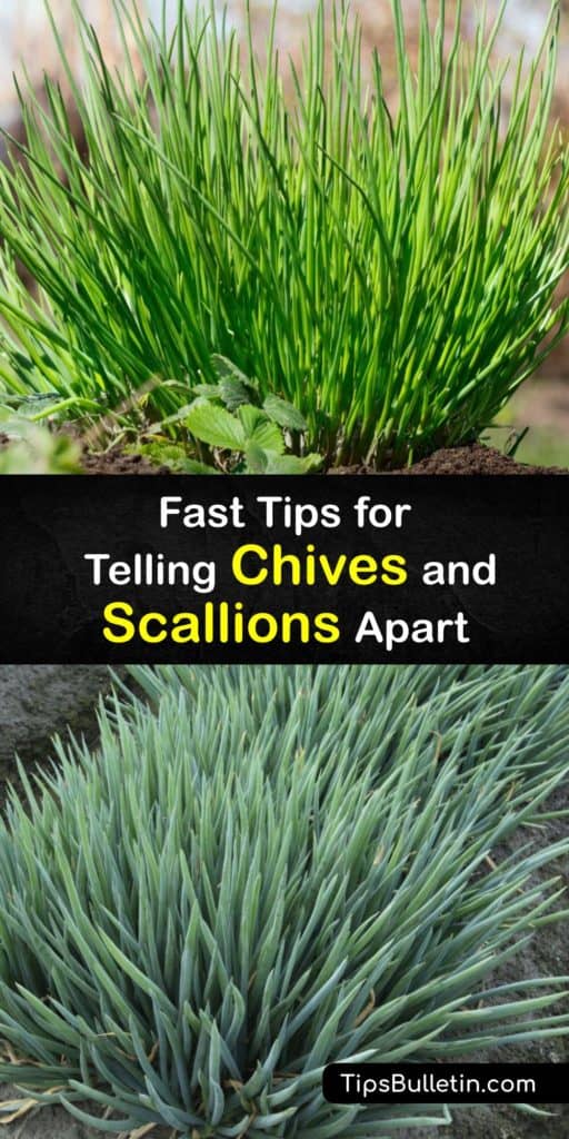 Learn the difference between chives and scallions, also called spring onions. They’re different species in the Allium or onion family with garlic and leeks. Often used as a garnish on mashed or baked potatoes or in Asian stir fry, they’re eaten raw or cooked. #chives #scallions