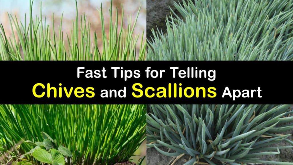 Chives vs Scallions titleimg1