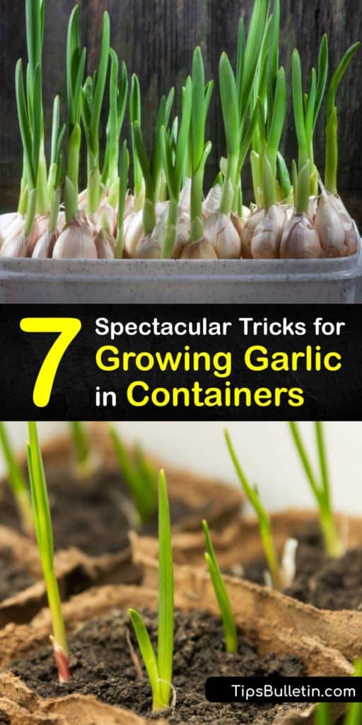 Find out how to grow garlic in a container, from finding garlic bulbs to planting them in potting soil. Start by deciding between hardneck and softneck garlic, depending on your climate. Avoid grocery store garlic since it's often treated to prevent sprouting. #garlic #growing #container