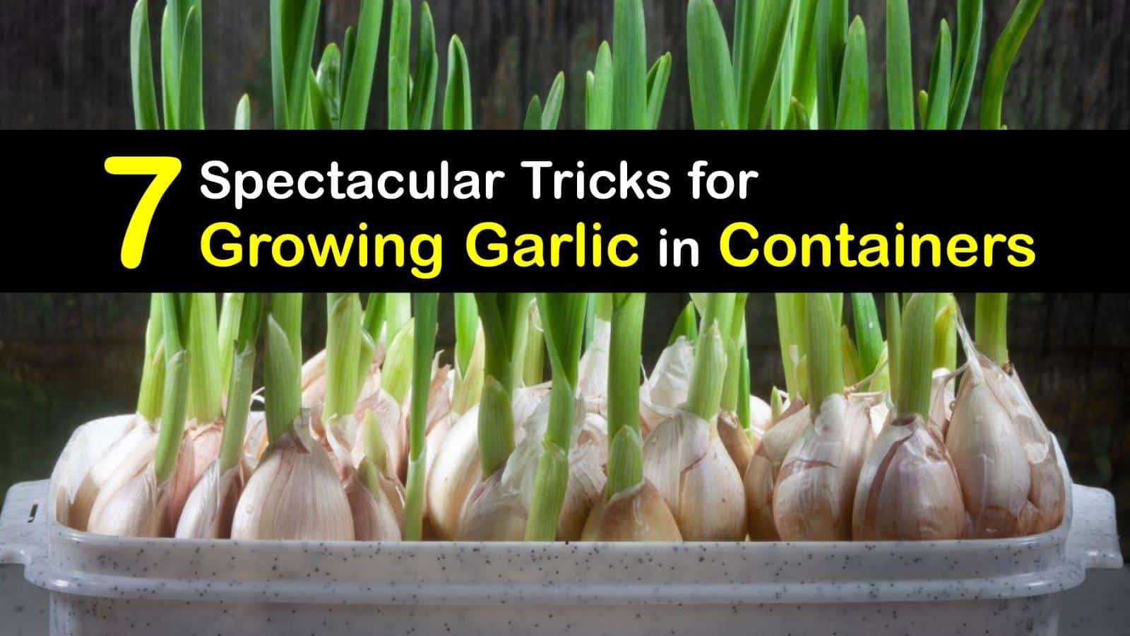 7 Spectacular Tricks for Growing Garlic in Containers